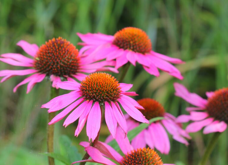 The Importance of Native Species